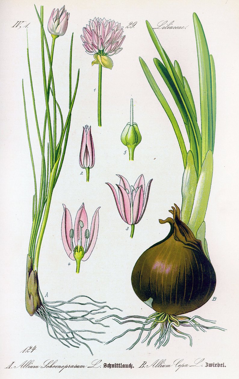 Botanická deska: Allium schoenoprasum (pažitka) a allium cepa (cibule). Deska 29. Soukromá sbírka od Anonymous Anonymous