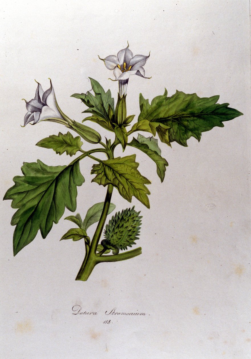Botanická deska: Datura Stramonium (Datura stramoine nebo stramoine officinale). Rytina do „Flora Monacensis“ od Franze von Paula Schranka (1747-1835), německého přírodovědce, Monako 1816. od Anonymous Anonymous