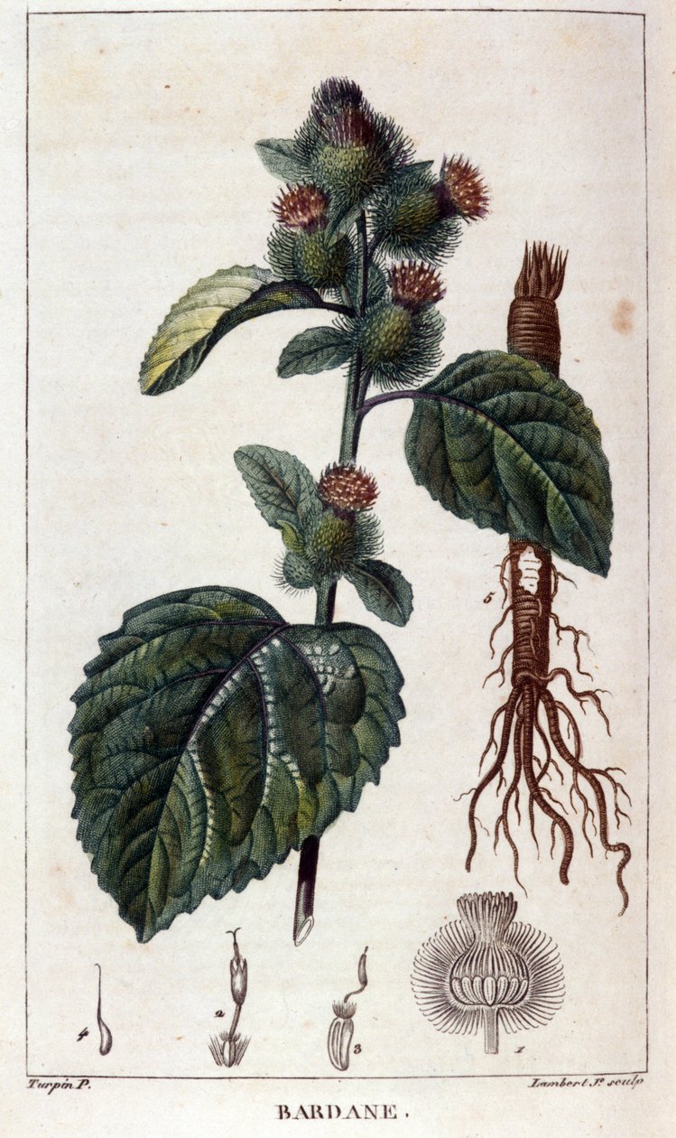 Botanická deska: lopuch (arctium). Barevná rytina z 19. století. od Anonymous Anonymous