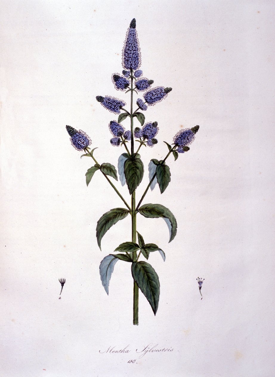 Botanická deska: máta divoká (mentha sylvestris). 19. století rytina. od Anonymous Anonymous