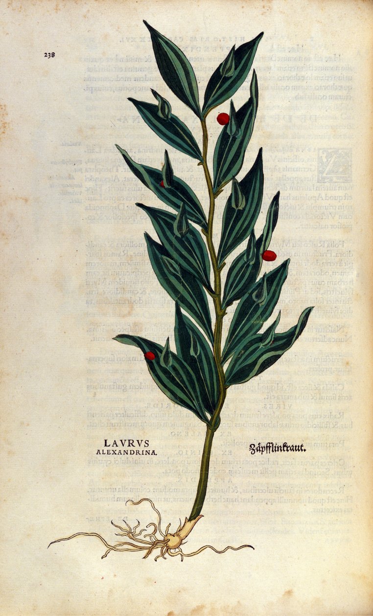 Botanická deska: laurus alexandrina (Laurier d