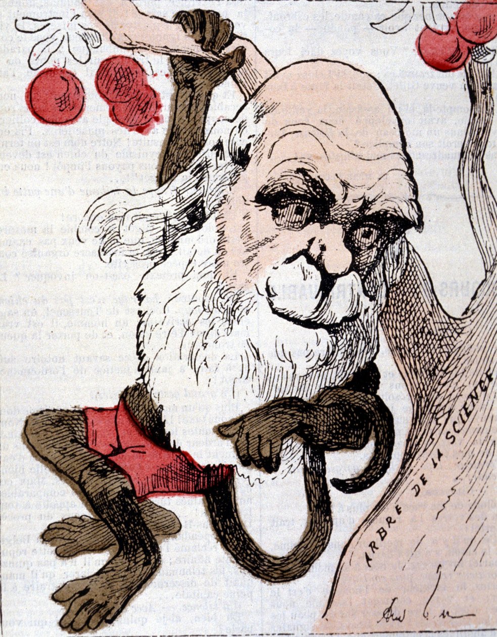 Karikatura Charlese Roberta Darwina (1809 - 1882) v ""La Lune"" od Anonymous Anonymous