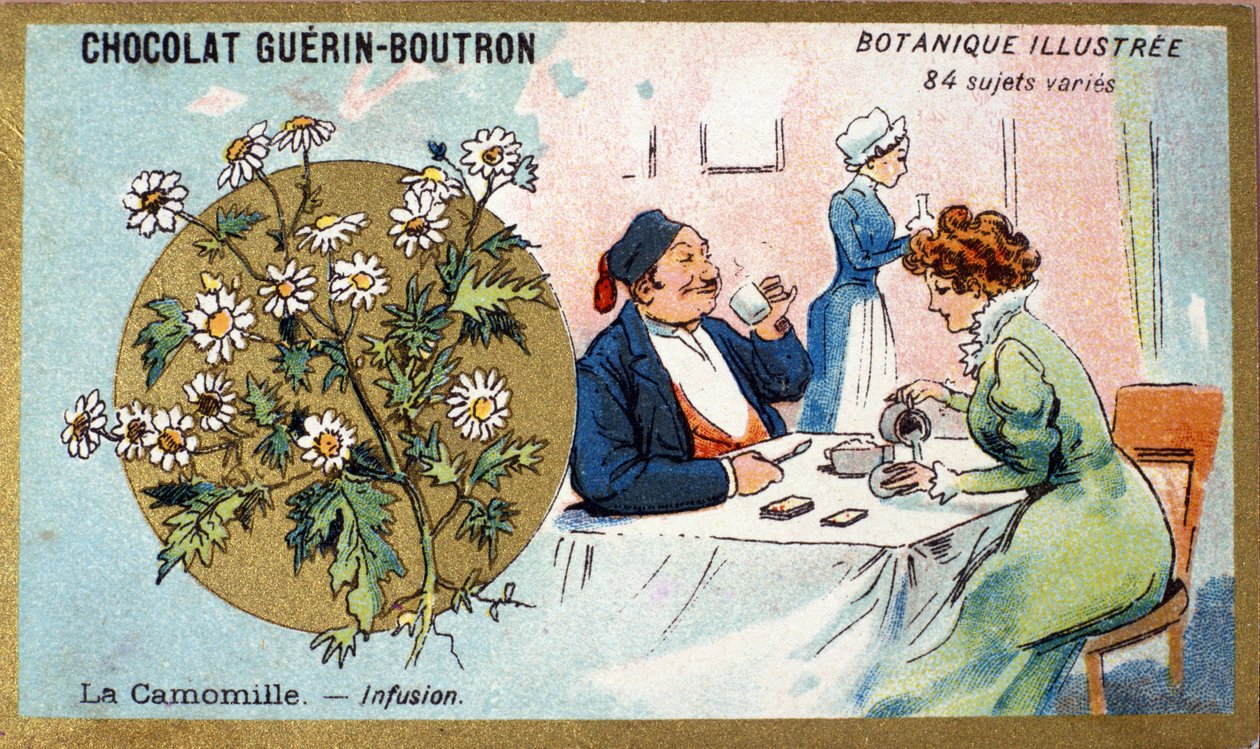 Heřmánek pravý: nálev. Gravírování (chromo). Reklamní chromolitografie pro čokolády Guerin-Boutron, konec 19. století. Botanická řada Illustree. od Anonymous Anonymous