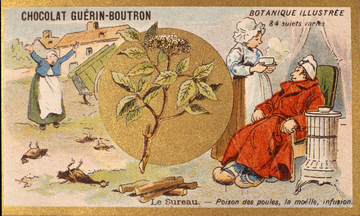 Bez černý: jed slepic, dřeň, nálev. Gravírování (chromo). Reklamní chromolitografie pro čokolády Guerin-Boutron, konec 19. století. Botanická řada Illustree. od Anonymous Anonymous