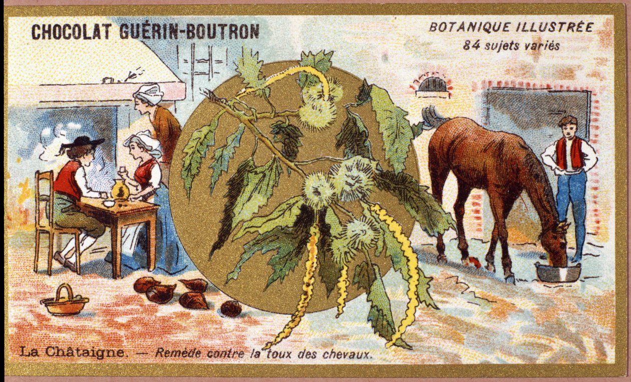 La Chestaigne: lék na kašel koní. Gravírování (chromo). Reklamní chromolitografie pro čokolády Guerin-Boutron, konec 19. století. Botanická řada Illustree. od Anonymous Anonymous