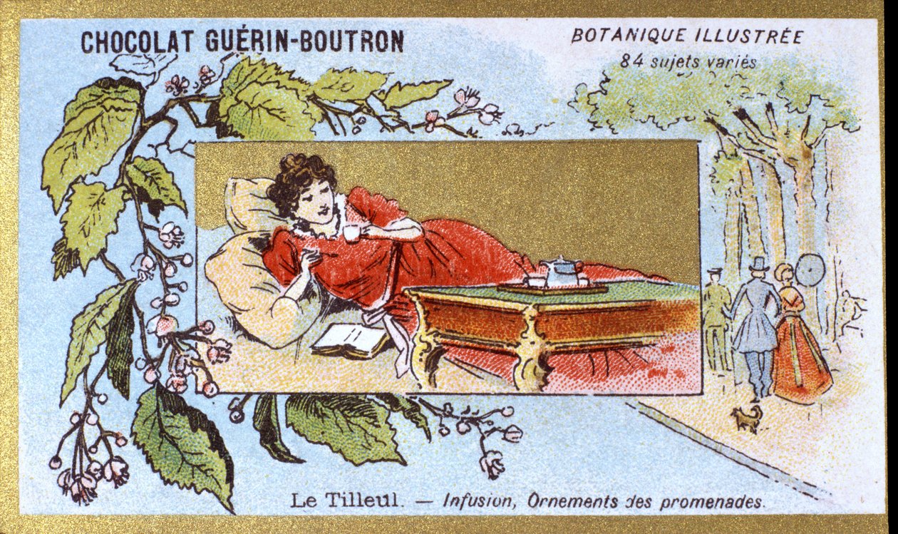 Lípa: nálev, ozdoby procházek. Gravírování (chromo). Reklamní chromolitografie pro čokolády Guerin-Boutron, konec 19. století. Botanická řada Illustree. od Anonymous Anonymous