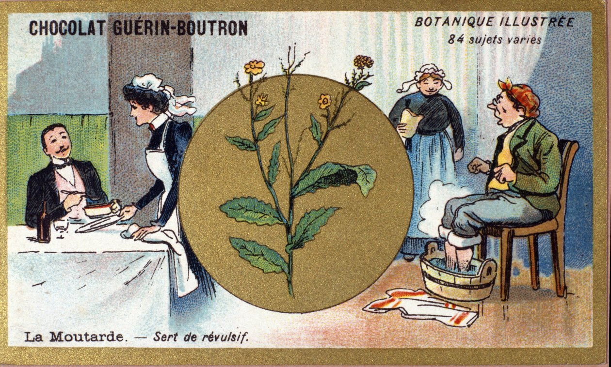 Hořčice slouží jako odpudivá látka. Gravírování (chromo). Reklamní chromolitografie pro čokolády Guerin-Boutron, konec 19. století. Botanická řada Illustree. od Anonymous Anonymous