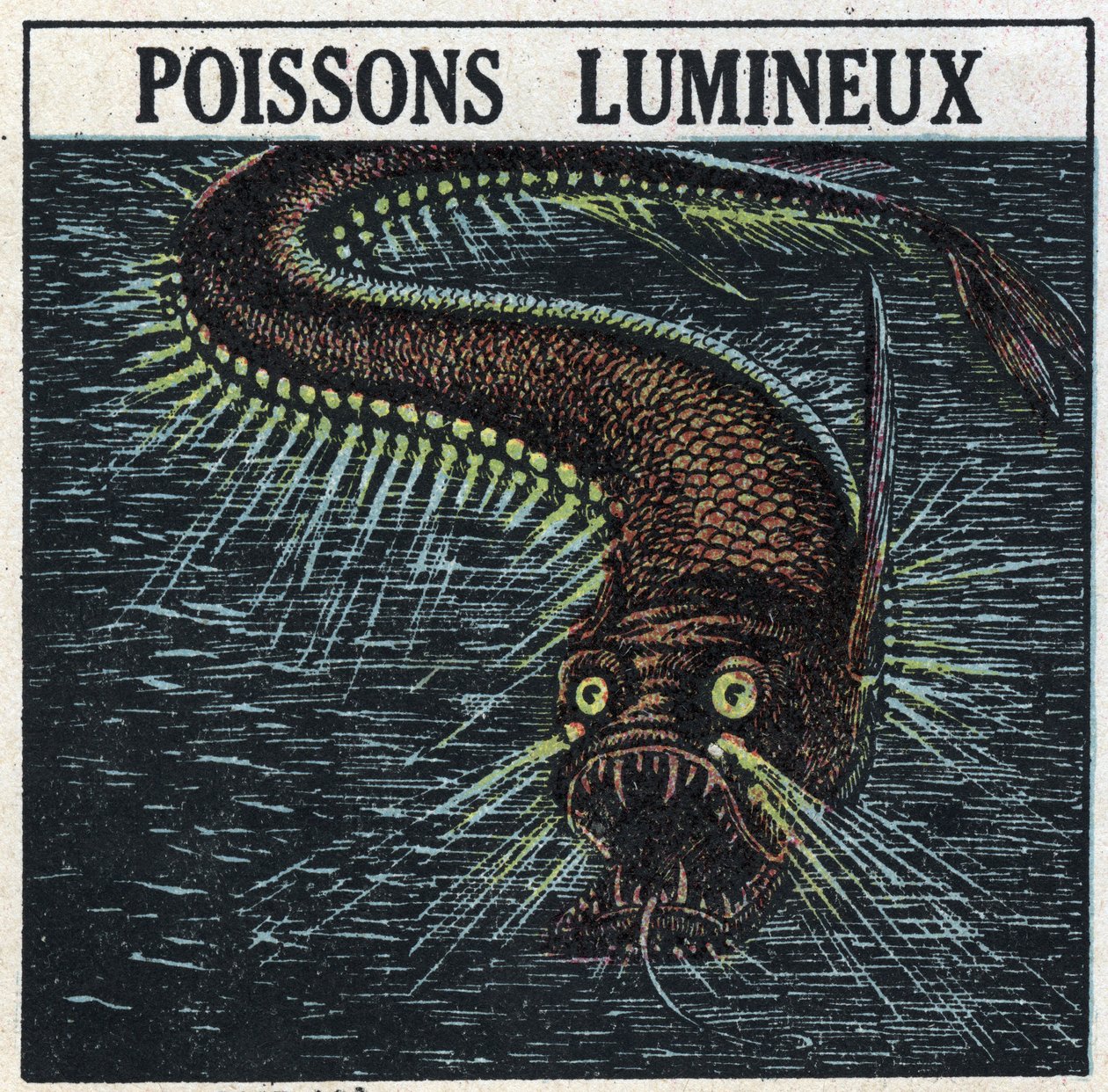 Fosforescence: svítící ryba. Anonymní ilustrace z roku 1925. Soukromá sbírka. od Anonymous Anonymous