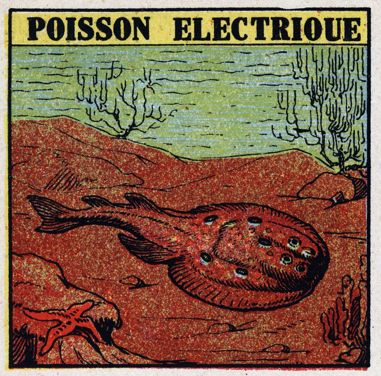 Fyziologické účinky elektra: elektrické ryby. Anonymní ilustrace z roku 1925. Soukromá sbírka. od Anonymous Anonymous