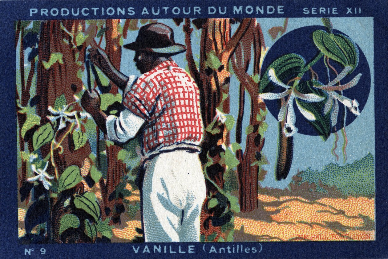 Produkce po celém světě: Vanilka v Západní Indii. Chromolitografie z roku 1933 v „Album Josepha-Milliata““ od Anonymous Anonymous