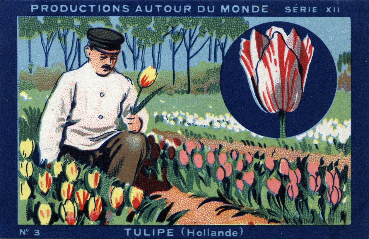 Produkce po celém světě: tulipán v Holandsku. Chromolitografie z roku 1933 v „Album Joseph-Milliat““ od Anonymous Anonymous