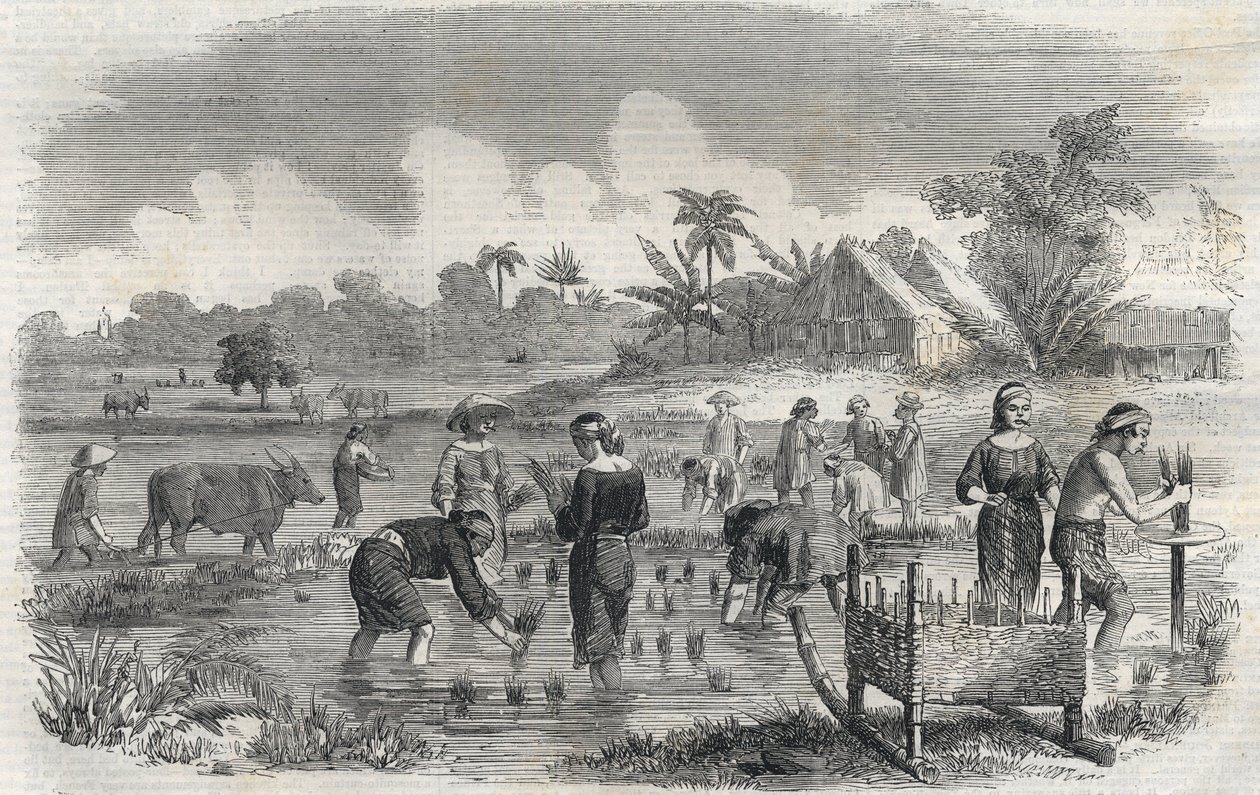 Pěstování rýže v Manile (Manilla) na Filipínách v roce 1864. (Pěstování rýže v Manille) Anonymní rytina. Soukromá sbírka. od Anonymous Anonymous