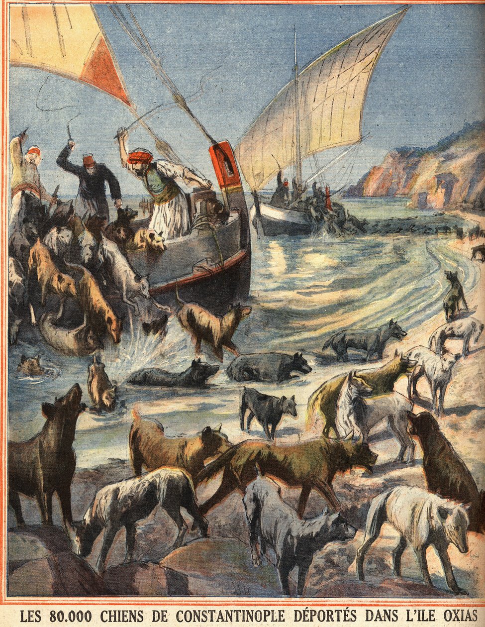 80 000 toulavých psů z Konstantinopole (Istanbul, Turecko) odjíždí na ostrov Oxias. Rytina v „“Le petit parisien““ dne 7.8.1910. Soukromá sbírka. od Anonymous Anonymous