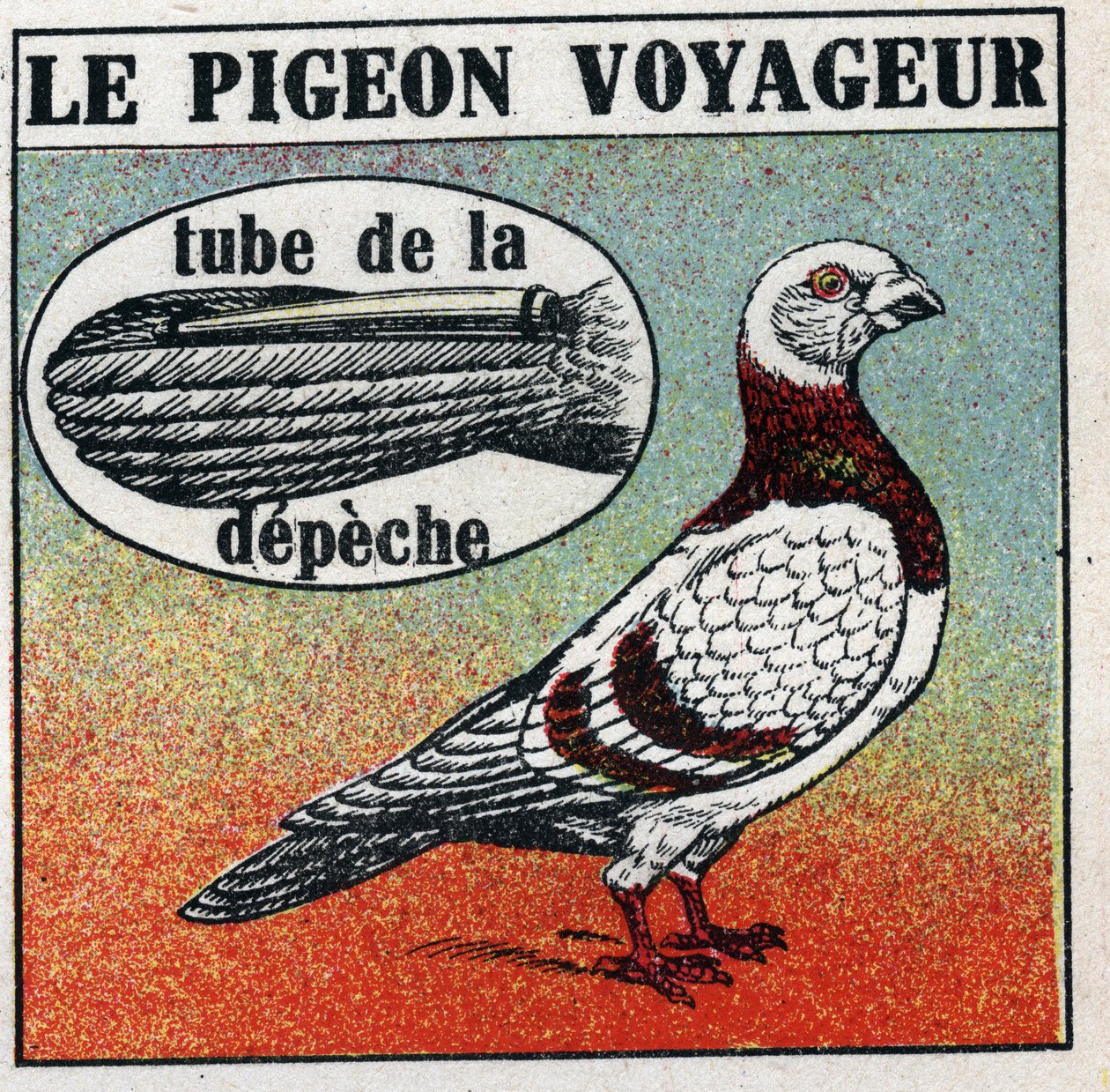 Pošta: Potulný holub. Anonymní ilustrace z roku 1925. Soukromá sbírka. od Anonymous Anonymous
