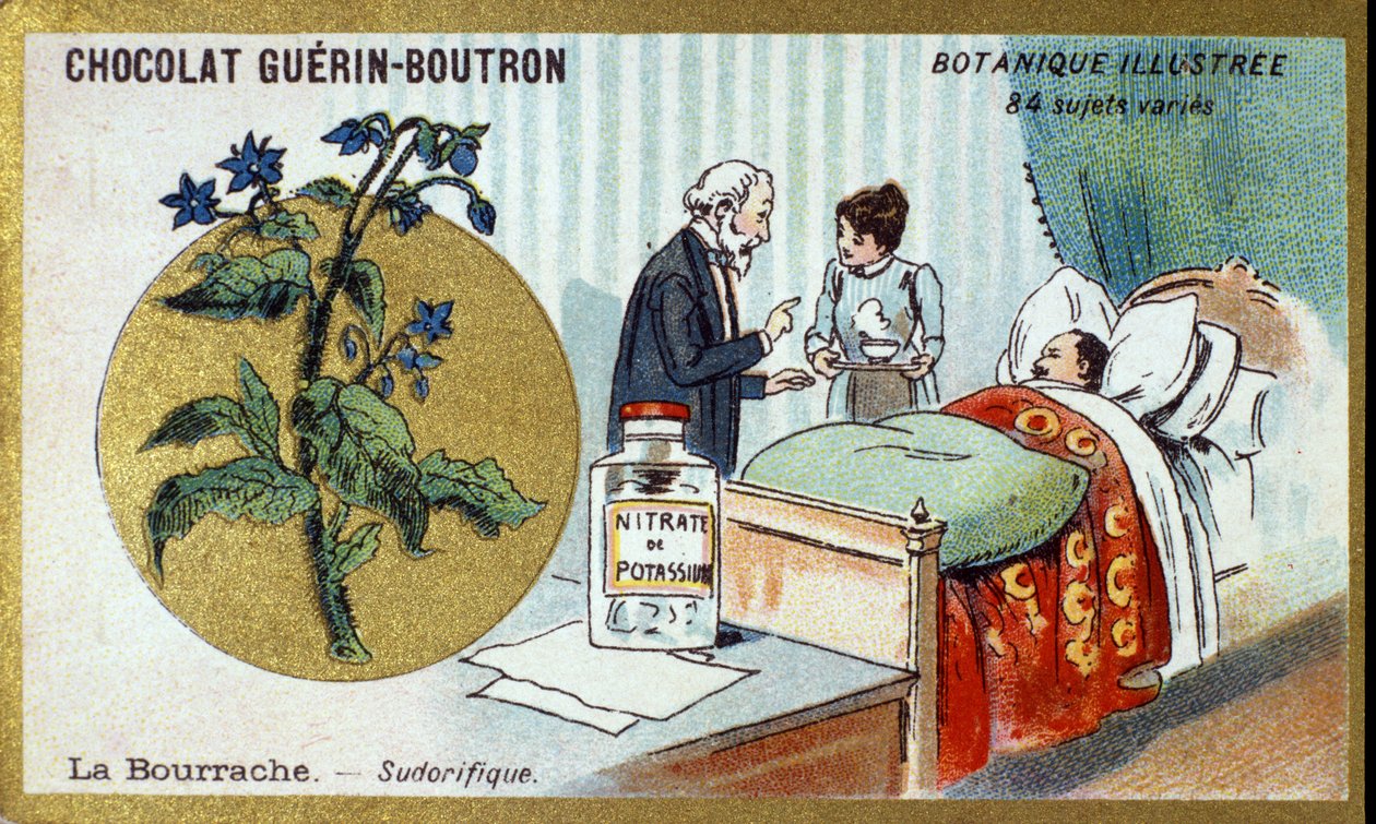 Brutnák, diaforetický. Gravírování (chromo). Reklamní chromolitografie pro čokolády Guerin-Boutron, konec 19. století. Botanická řada Illustree. od Anonymous Anonymous