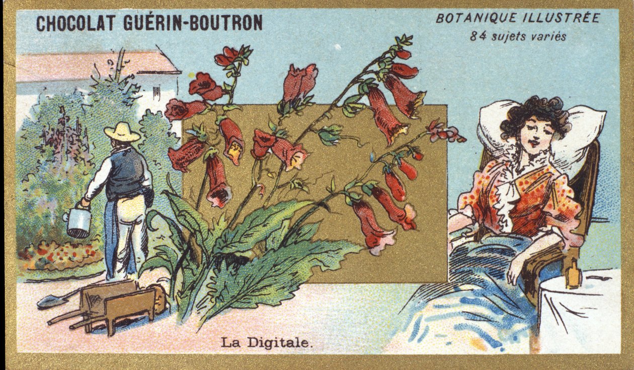 Digitální. Gravírování (chromo). Reklamní chromolitografie pro čokolády Guerin-Boutron, konec 19. století. Botanická řada Illustree. od Anonymous Anonymous