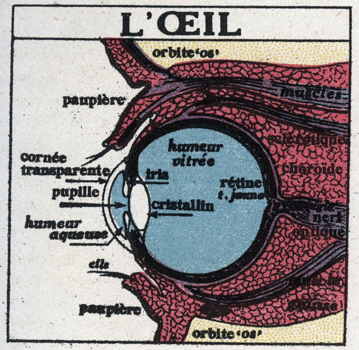 Oko: průřez lidským okem. Anonymní ilustrace z roku 1925. Soukromá sbírka. od Anonymous Anonymous