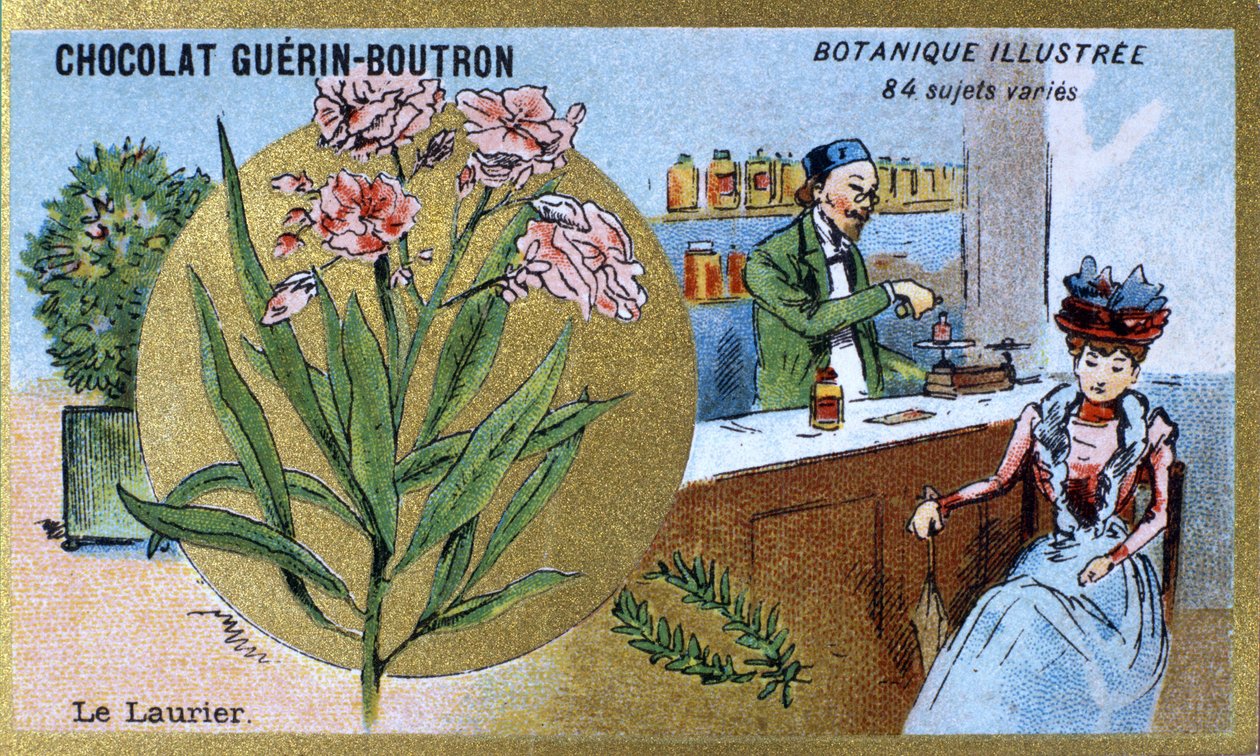 Vavřín. Gravírování (chromo). Reklamní chromolitografie pro čokolády Guerin-Boutron, konec 19. století. Botanická řada Illustree. od Anonymous Anonymous