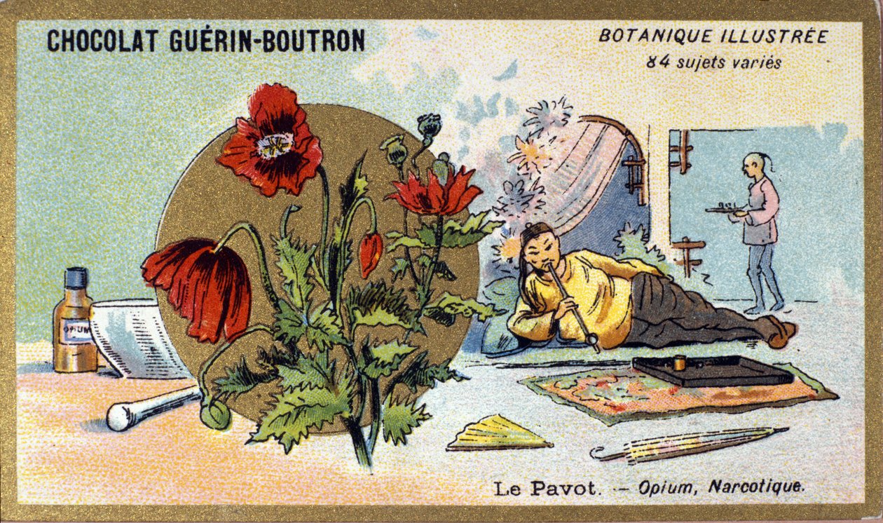 Mák: opium, narkotikum. Gravírování (chromo). Reklamní chromolitografie pro čokolády Guerin-Boutron, konec 19. století. Botanická řada Illustree. od Anonymous Anonymous