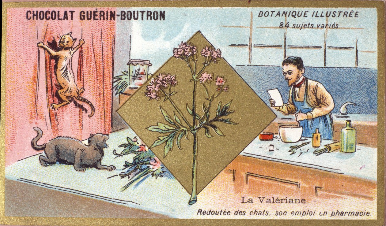 Valerian: strach z koček, jeho zaměstnání ve farmacii. Gravírování (chromo). Reklamní chromolitografie pro čokolády Guerin-Boutron, konec 19. století. Botanická řada Illustree. od Anonymous Anonymous