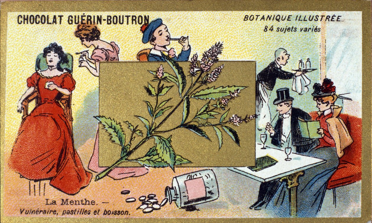 Zranitelná máta, pastilky a pití. Gravírování (chromo). Reklamní chromolitografie pro čokolády Guerin-Boutron, konec 19. století. Botanická řada Illustree. od Anonymous Anonymous