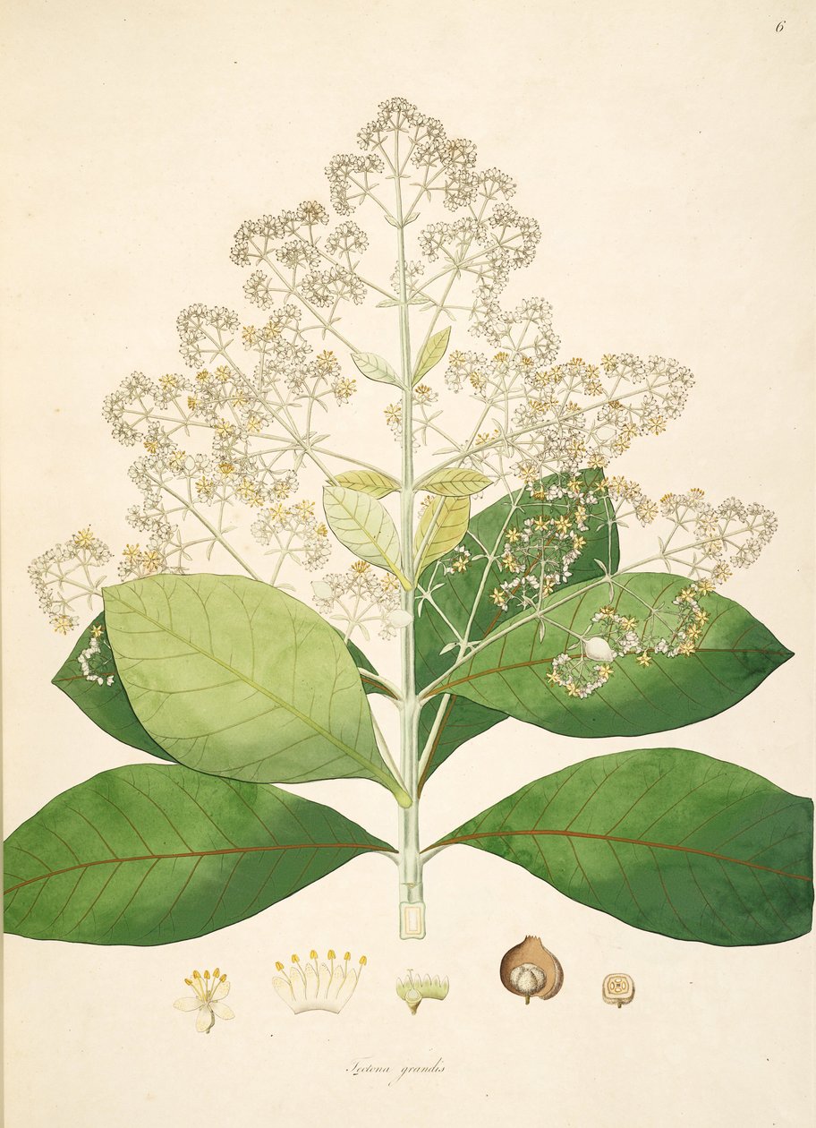 Ilustrace z Tectona grandis, Lamiaceae od anonymus