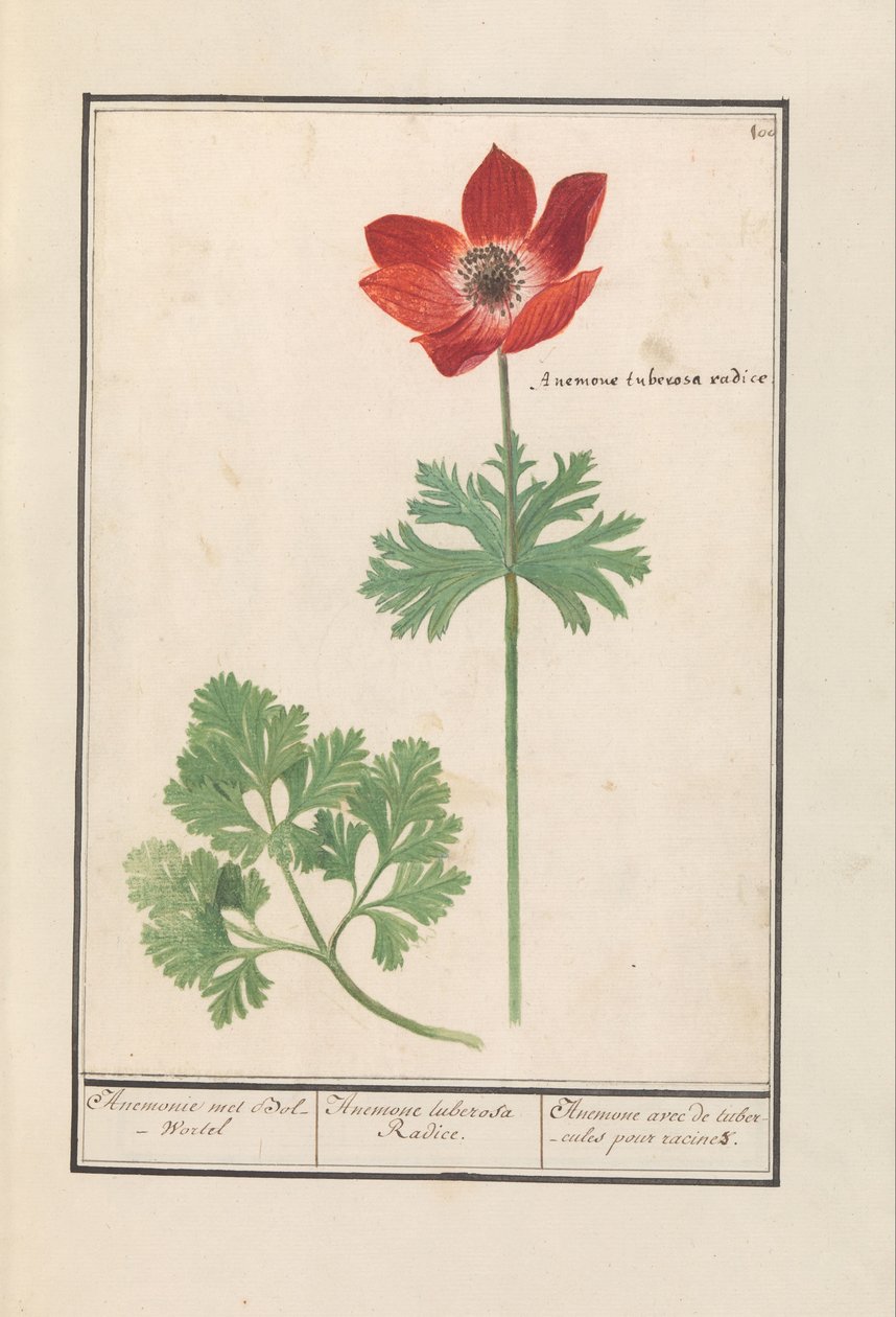 Sasanka (Anemone) Anemone met Bol-Wortel / Anemone tuberosa Radice. / Sasanka s hlízami pro kořeny (název na objektu) od Anselmus Boëtius de Boodt