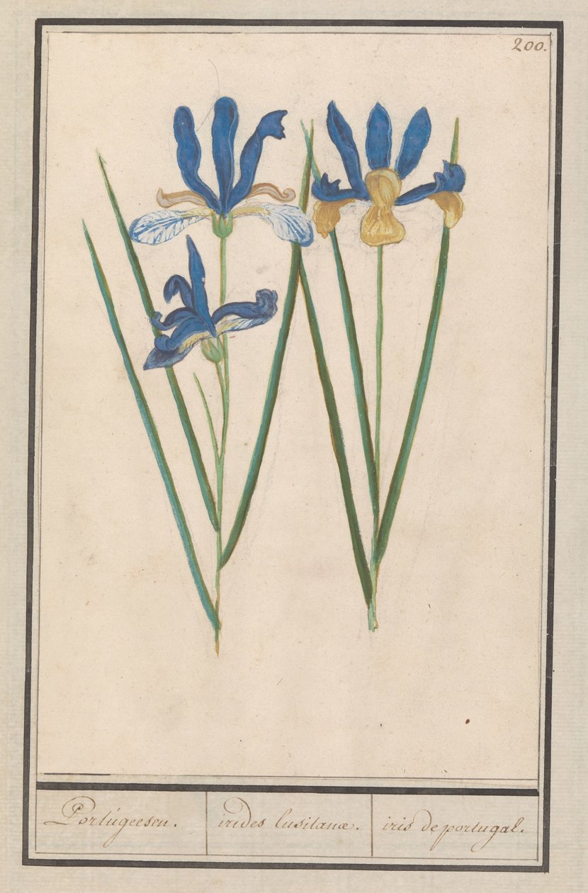 Blauwe lis (Iris sibirica) portugalština. / irides lusitanae. / kosatec portugalsko. (název na objektu) od Anselmus Boëtius de Boodt
