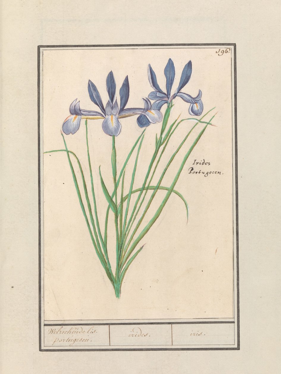 Modrý kosatec (Iris sibirica) Sladce vonící orris. portugalština. / duhovky. / duhovka. (název na objektu) od Anselmus Boëtius de Boodt