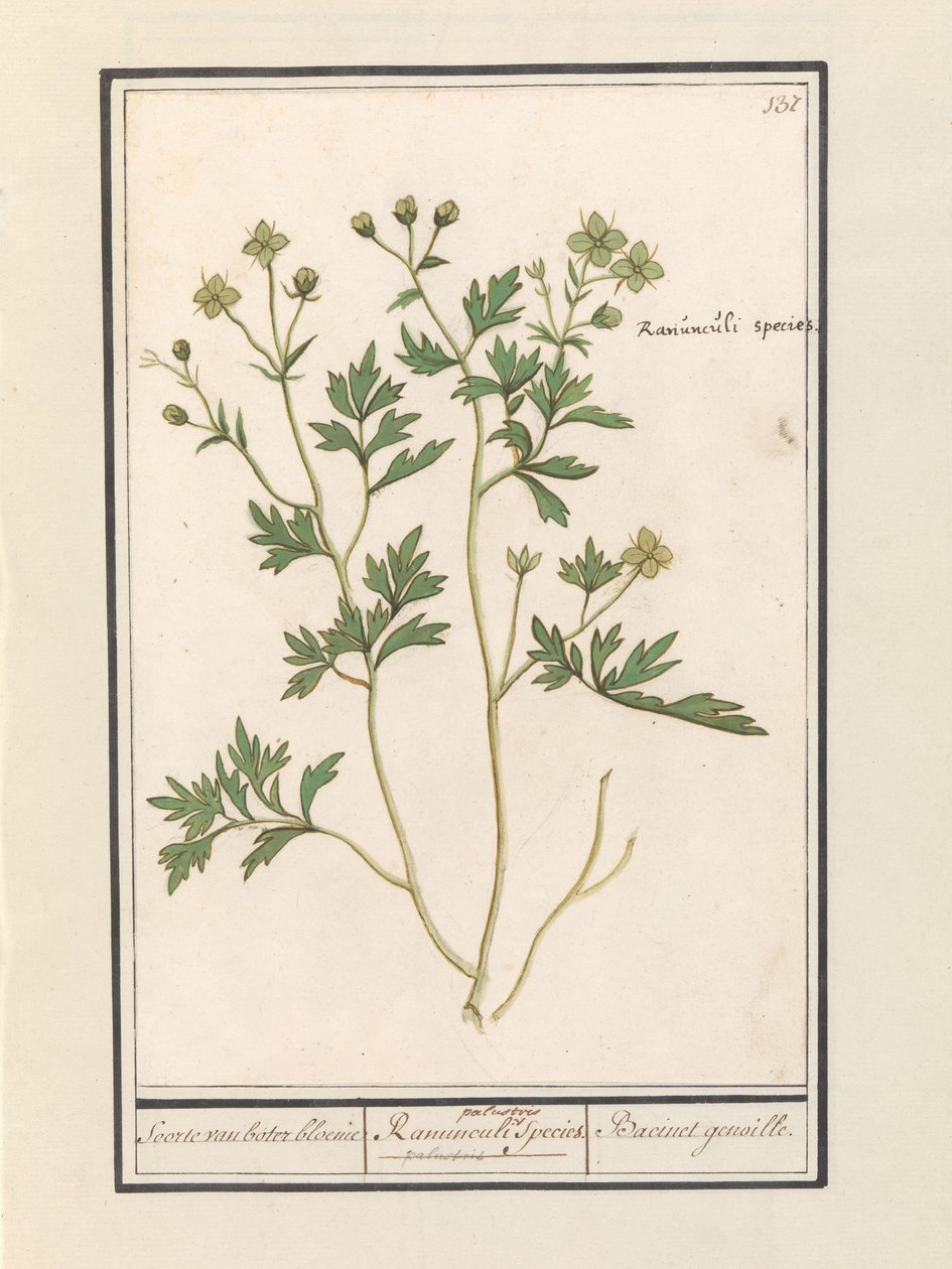 pryskyřník (Ranunculus) Druh pryskyřník / Ranunculi palustris Druh. / Bacinet genoille. (název na objektu) od Anselmus Boëtius de Boodt