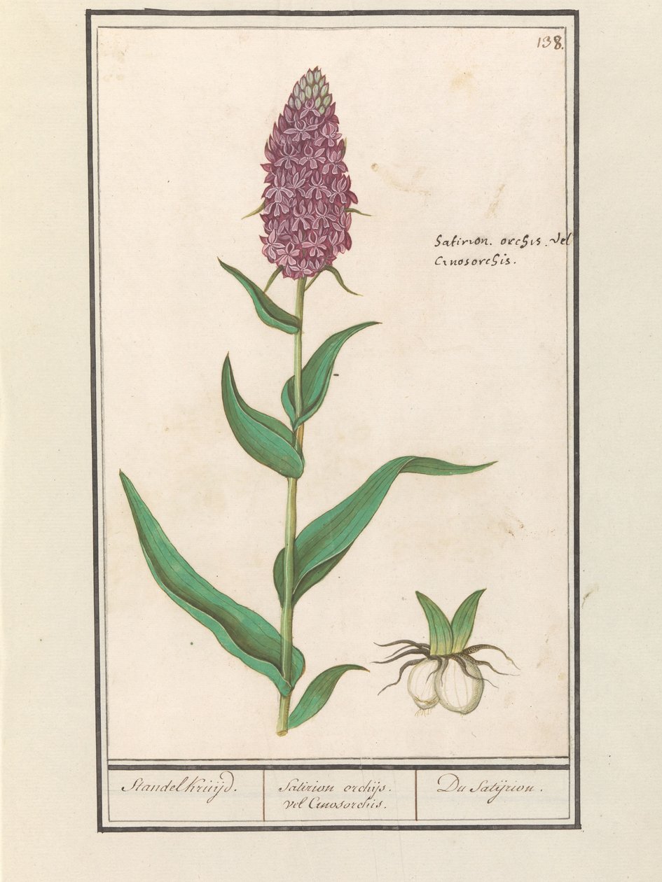Vstavač obecný (Dactylorhiza majalis) Standelcruijd. / Satirion orchideje nebo Cynosorchis. / The Satijrion. (název na objektu) od Anselmus Boëtius de Boodt