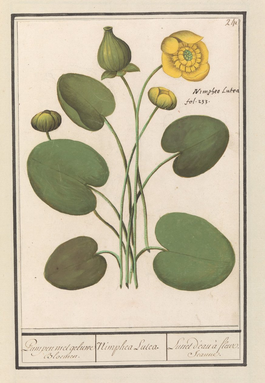 Žlutá floppy (Nuphar lutea) Lodičky se žlutými květy. / Nimphea Lutea. / Lunet d