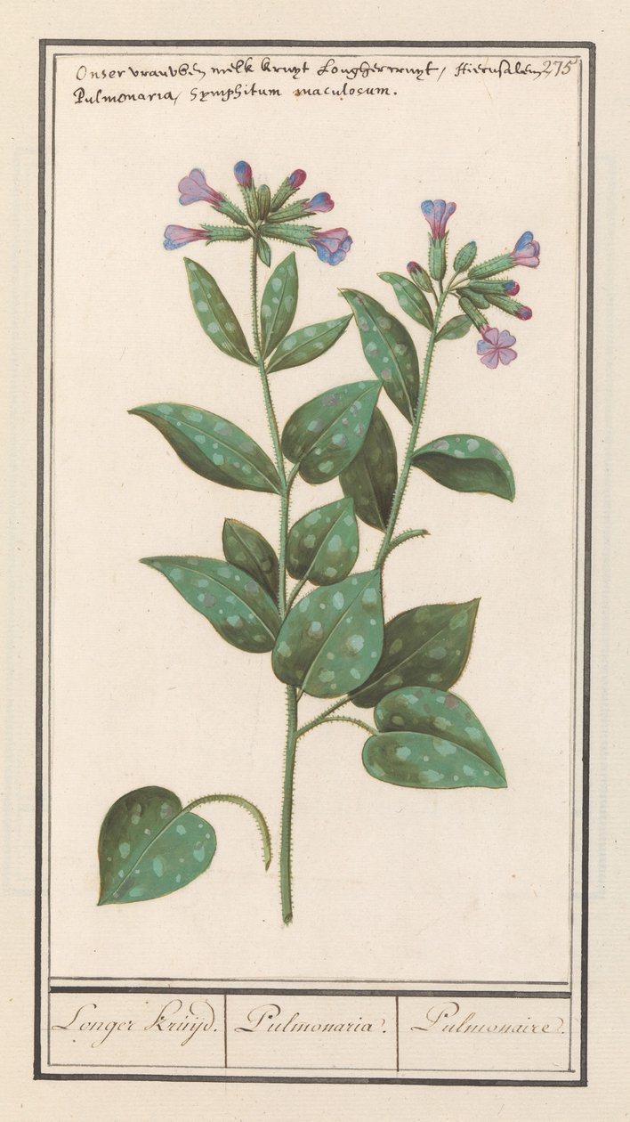 Plicník tečkovaný (Pulmonaria officinalis) Delší koření. / Plicnice. / Plicní. (název na objektu) od Anselmus Boëtius de Boodt