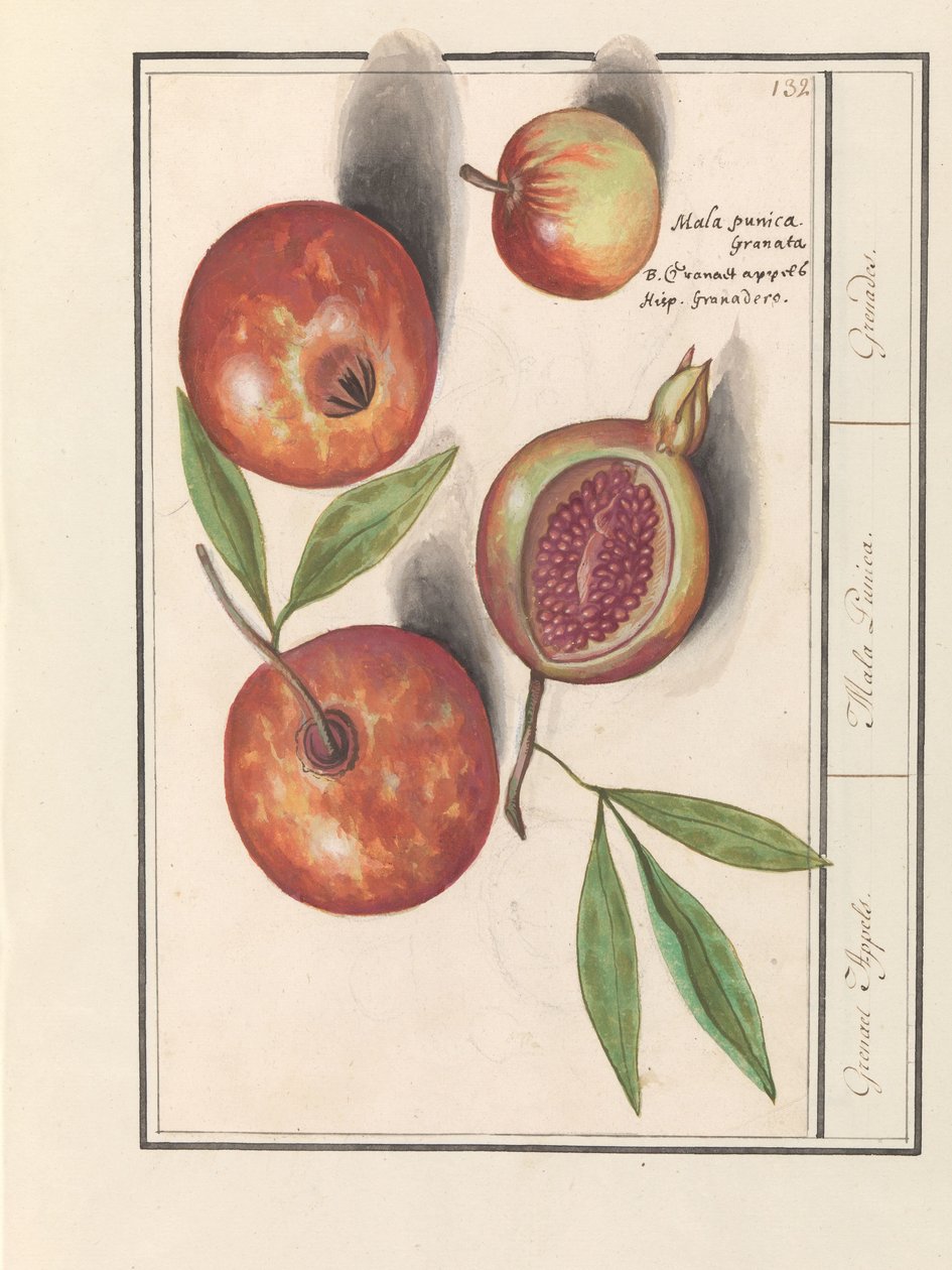 Granátové jablko (Punica granatum) Grenaert jablka. / Malá Punica. / Granáty. (název na objektu) od Anselmus Boëtius de Boodt