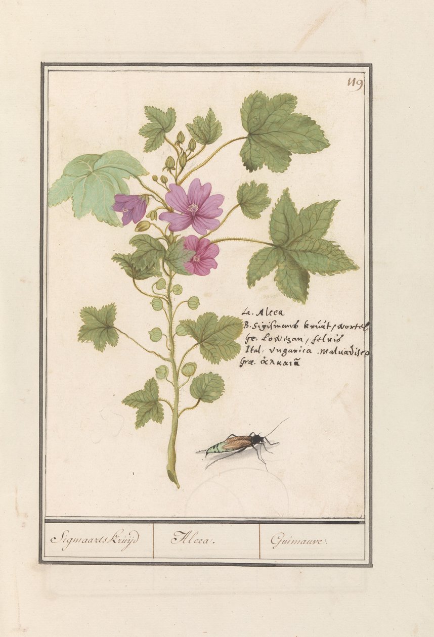 Sléz velký (Malva sylvestris) Sigmaardova bylina / Alcea. / Guimauvre. (název na objektu) od Anselmus Boëtius de Boodt