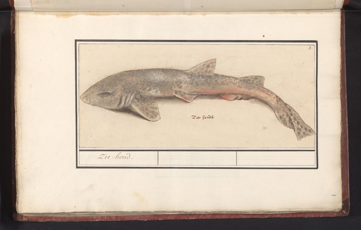 Psák obecný (Scyliorhinus canicula) Mořský pes (titul na předmětu) od Anselmus Boëtius de Boodt