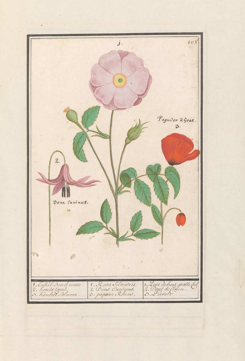 Psí zub (Erythronium), divoká růže (Rosa) a mák (Poppy) 1. Pouze růže Bosch. 2. stojan pro psy. 3. Kankel Bloeme. / 1. Rosa Silvestris. 2. Dens Canisus 3. Poppy Rheas. / 1. Rose de bois gratte cul 2. Dent de Chien. 3. Pavot. (název na objektu) od Anselmus Boëtius de Boodt