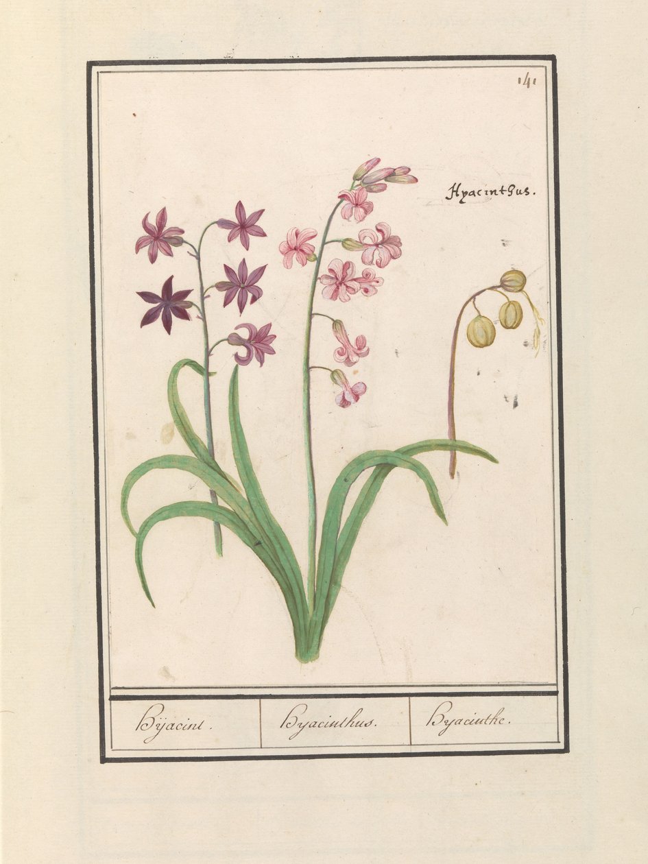 Hyacint (Hyacinthus orientalis) Hijacin / Hyacinthus / Hyacint (název na objektu) od Anselmus Boëtius de Boodt