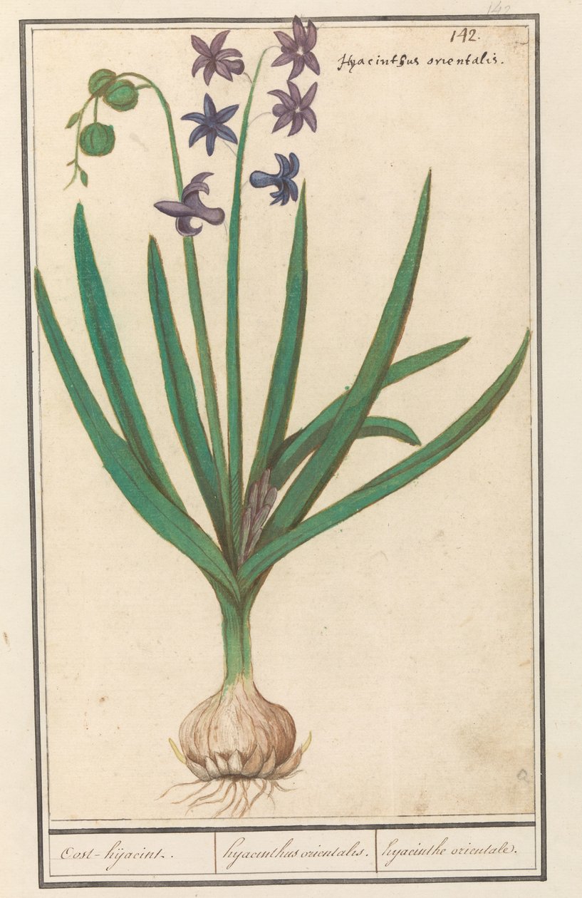Hyacint (Hyacinthus orientalis) Oost-hidacint / Orientální hyacint. / orientální hyacint (název na objektu) od Anselmus Boëtius de Boodt