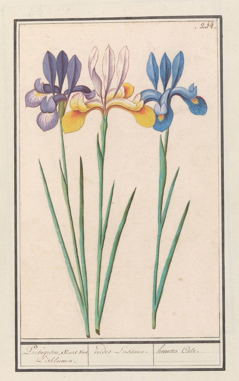 Iris (Iris siberica) Portugalci, jako van Lisbloemen. / irides Lusitanae. / hemero Cale. (název na objektu) od Anselmus Boëtius de Boodt