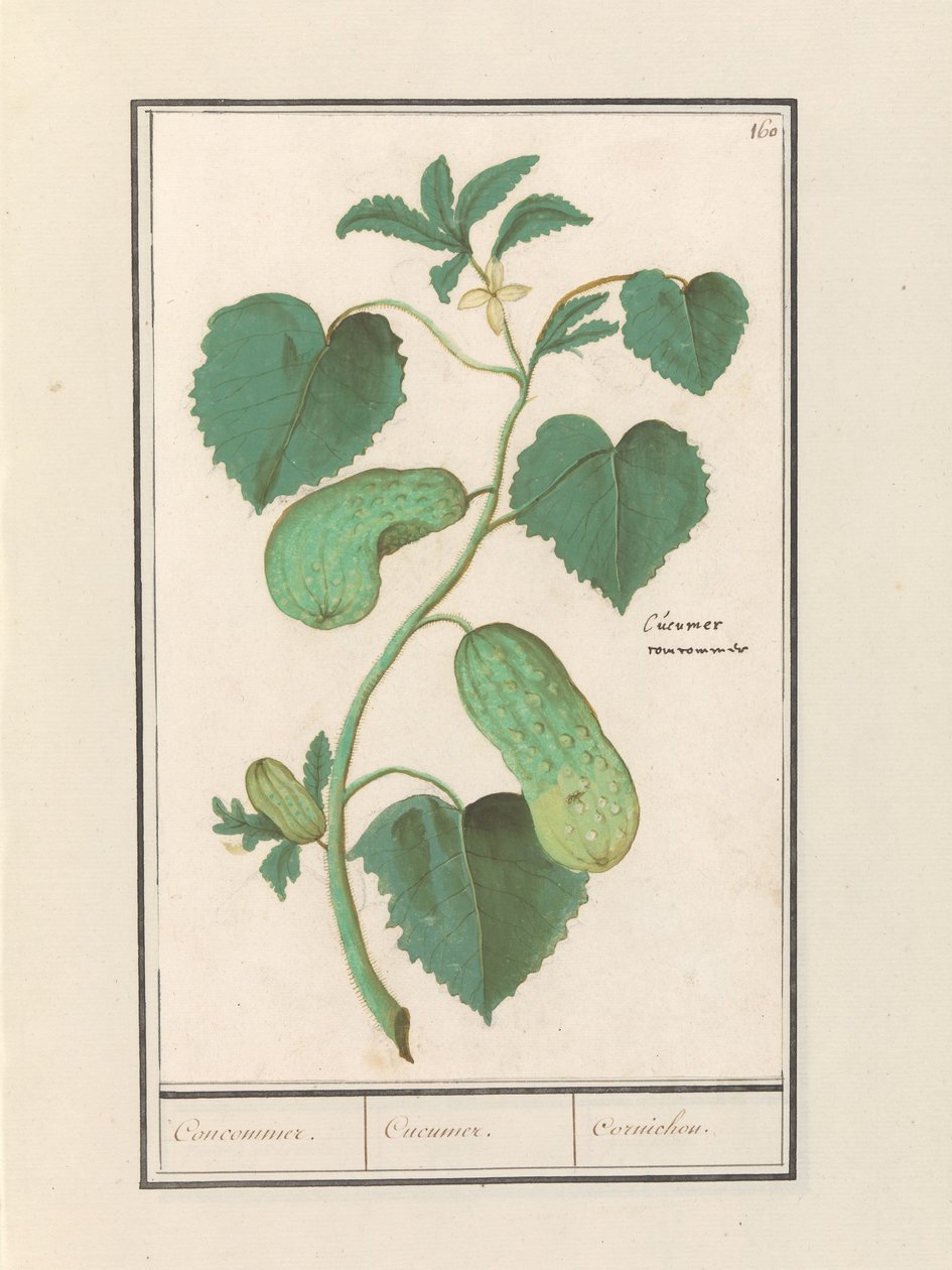 Komkommer (Cucumber sativa) Kompromis / Okurka / Cornichon. (název na objektu) od Anselmus Boëtius de Boodt
