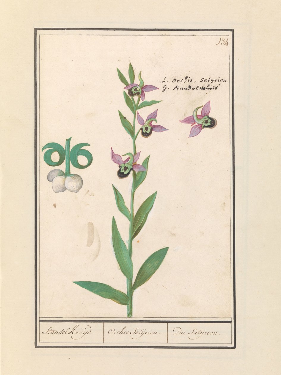 Orchidej čmelák (Ophrys bombyliflora) a sasanka (Anemone) | Smějící se orchidej čmelák (Ophrys bombyliflora) Smějící se orchidej čmelák (Ophrys bombyliflora) od Anselmus Boëtius de Boodt