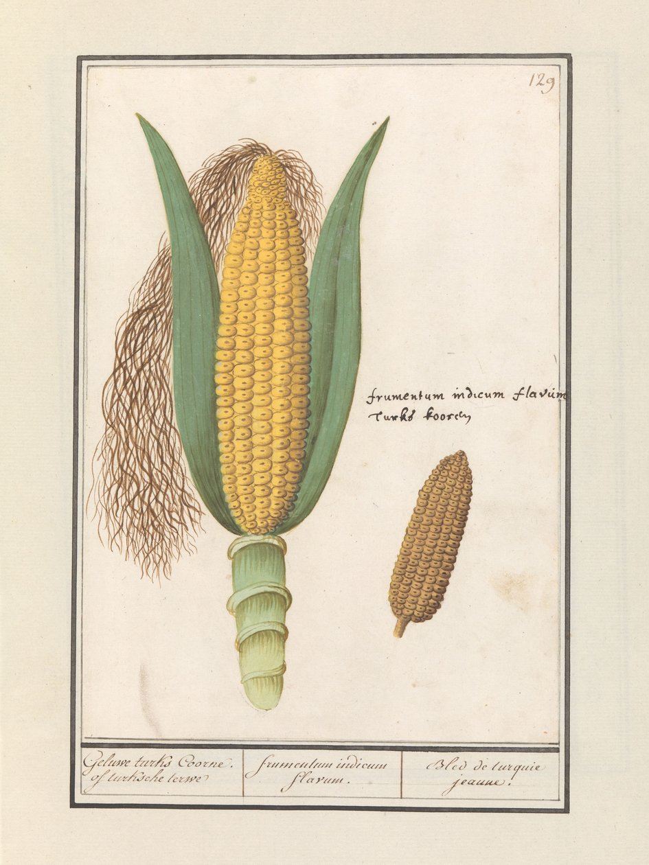Kukuřice (Zea mays) Geluwe Turci Coorne. turksche terwe / žlutá indická kukuřice / Bled de turquie jeaune (název na objektu) od Anselmus Boëtius de Boodt