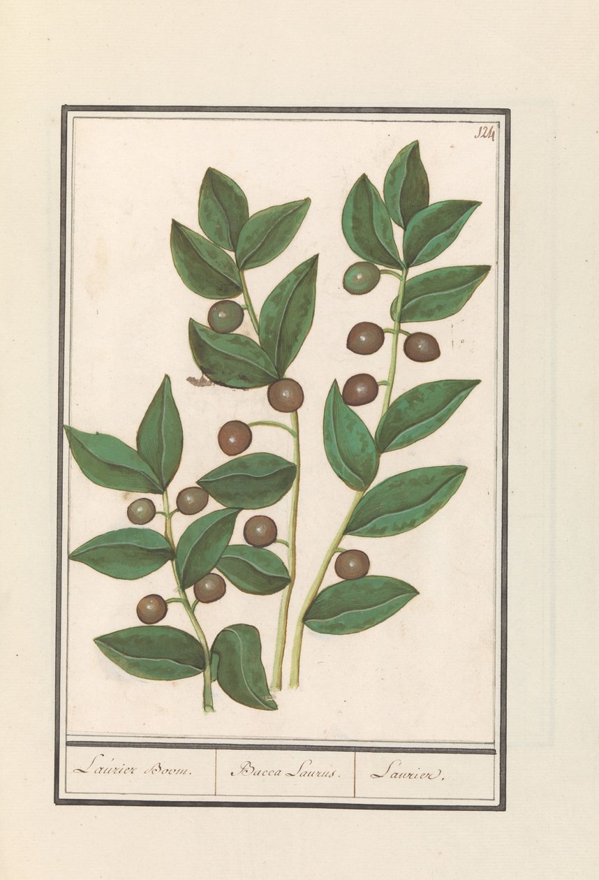 Oliva (Olea europaea) Vavřínový strom. / Bacca Laurus. / Laurel (titul na předmětu) od Anselmus Boëtius de Boodt