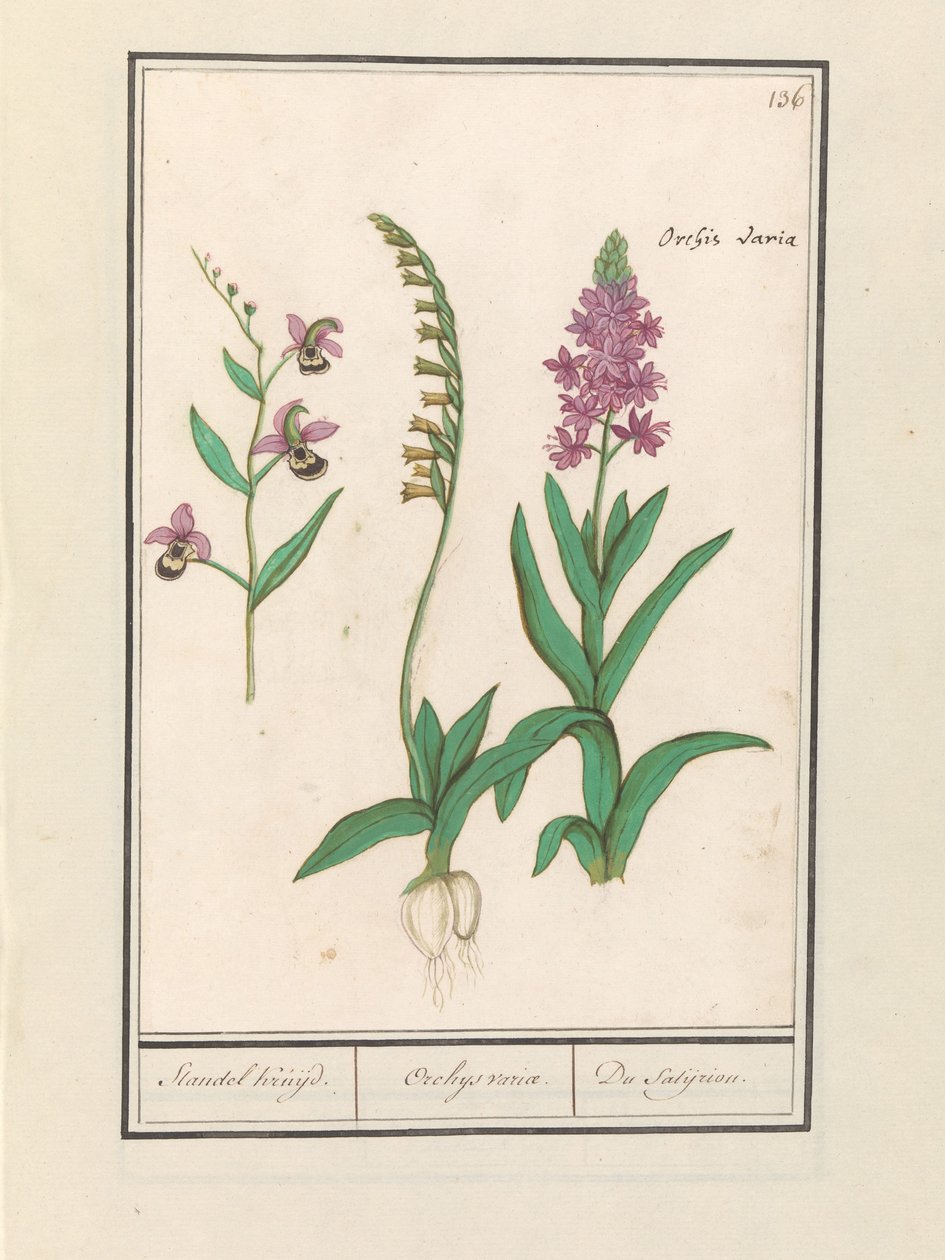 Orchididae (Orchidaceae) Stendhal křižoval. / Orchaeus obrat. / du satijrion. (Celkem na objekt) od Anselmus Boëtius de Boodt