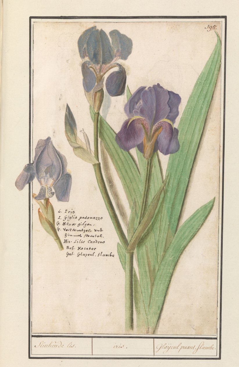 Iris germanica (Iris germanica) Stinkende lis. /duhovka. / Smradlavé mečíky. plameny. (název na objektu) od Anselmus Boëtius de Boodt