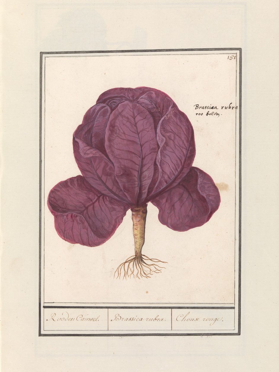 Červené zelí (Brassica oleracea convar. capitata var. rubra) Červený Cauwel. / Brassica rubra. / Choux rouge (název na objektu) od Anselmus Boëtius de Boodt