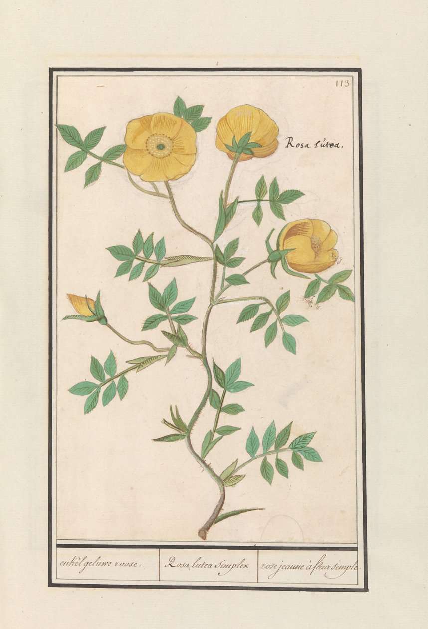 růže (Rosa) jediná žlutá růže. / Rosa lutea simplex / rose jeaune à fleur simple (název na objektu) od Anselmus Boëtius de Boodt