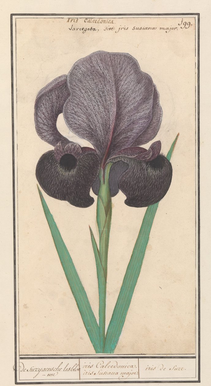 Rouw kosatec (Iris susiana) ze suzyaensche lisbloeme / kosatec Calcedonica. duhovka Susiana major. / suze duhovka. (název na objektu) od Anselmus Boëtius de Boodt