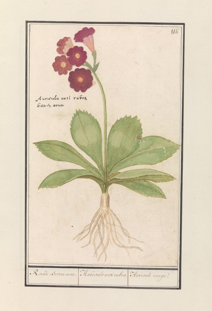 prvosenka (Primula) Uši červeného medvěda. / Auricula ursi rubra. / Auricule rouge (název na objektu) od Anselmus Boëtius de Boodt